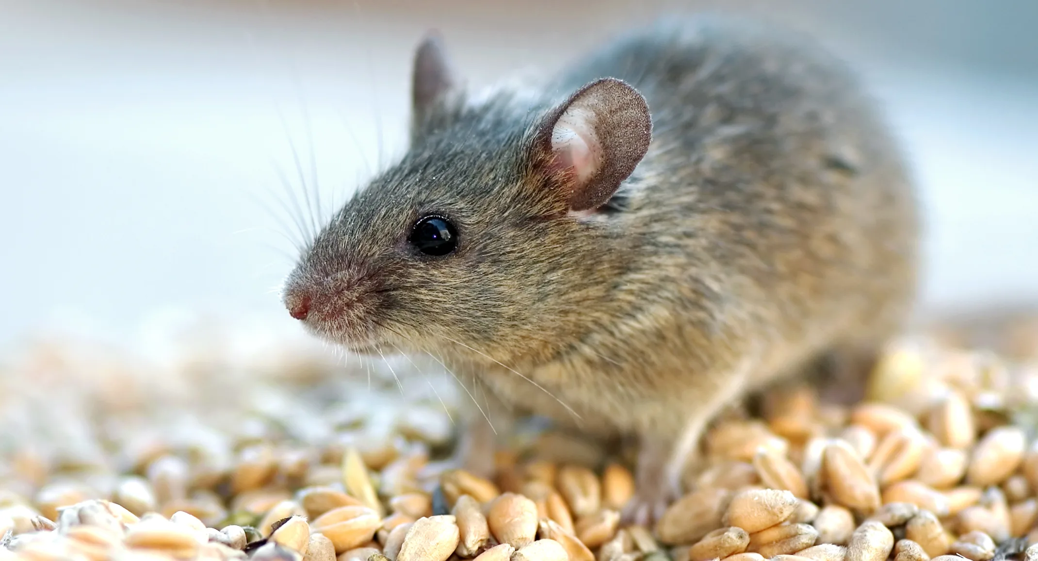 Mouse standing on seeds